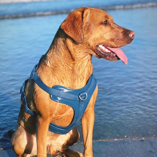 5 items your dog must have for this summer