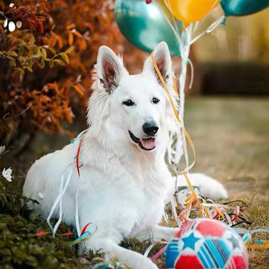 Easter Safety & Activities for Dogs