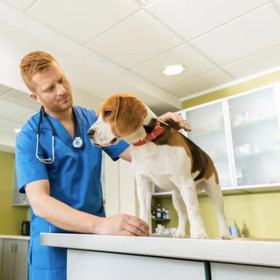 How Your Dog Can Get Rid of Kennel Cough