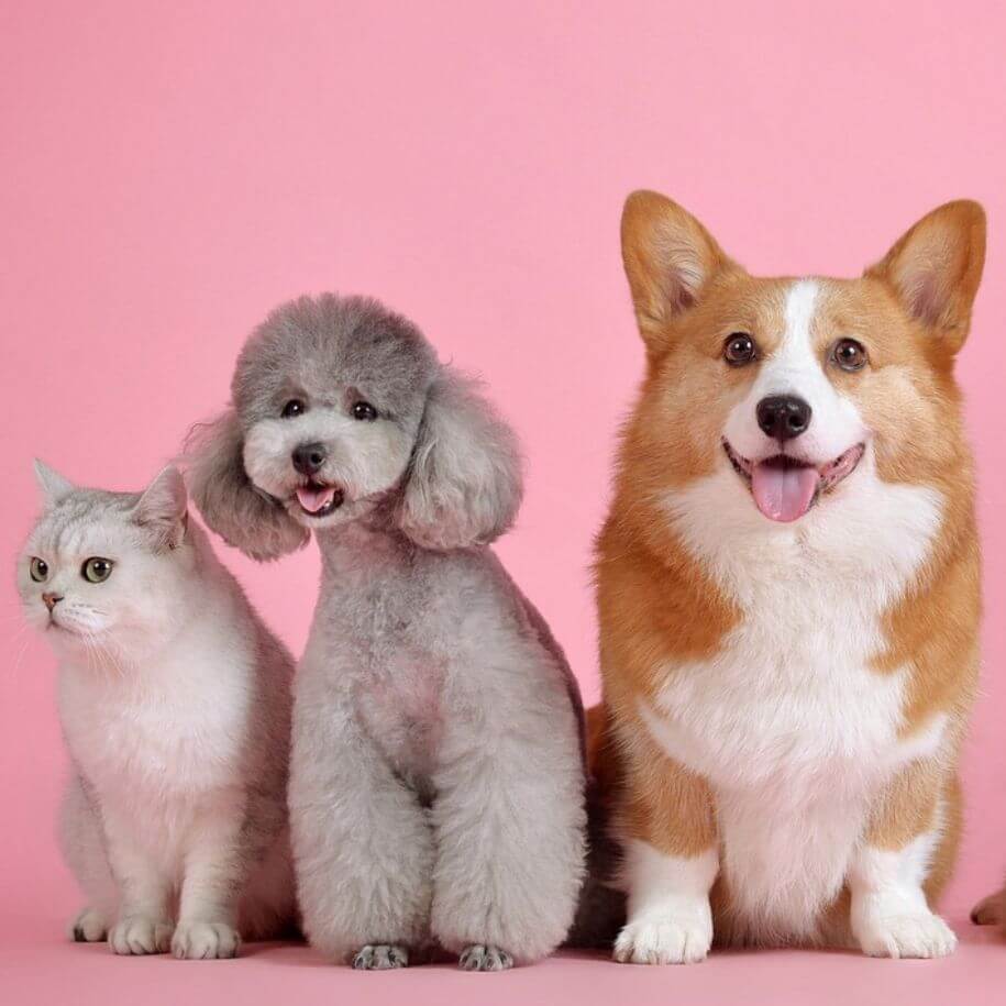 Mini Cute Dogs Health & Care