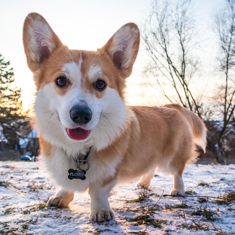Corgi Information and Characteristics