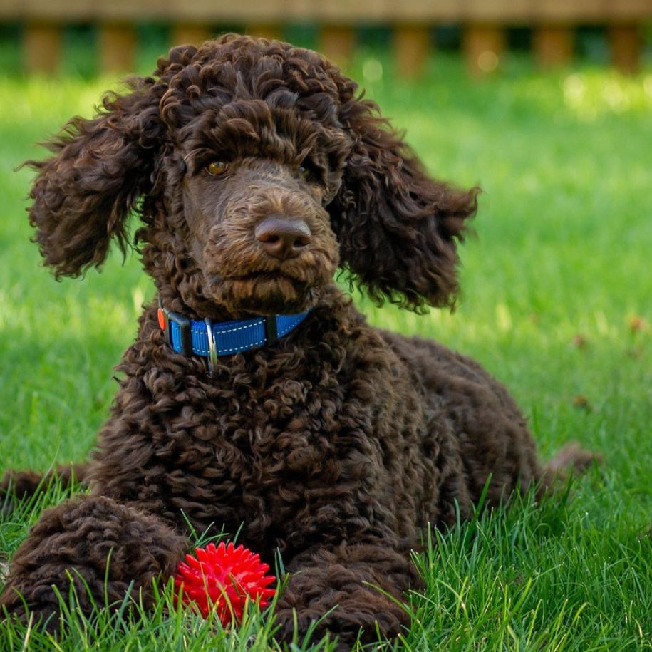 Toy Poodle Health & Care Guide