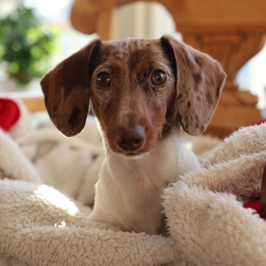 What Colours Can Dogs See