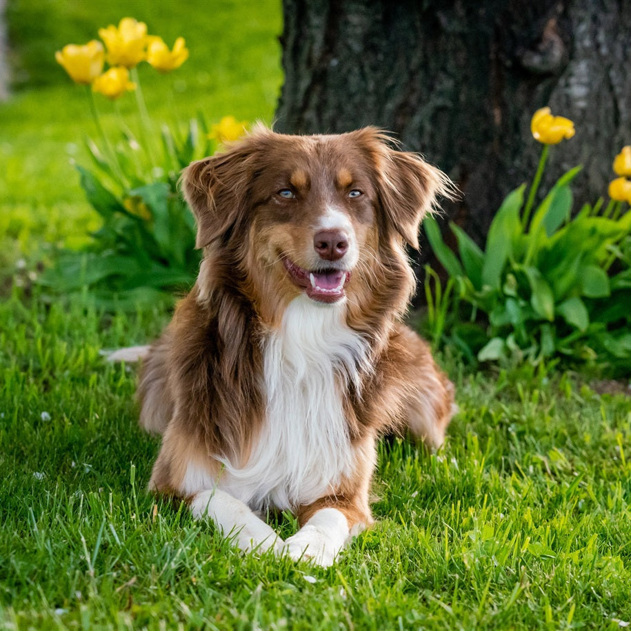Australian Shepherd Dog Breed Information and Characteristics