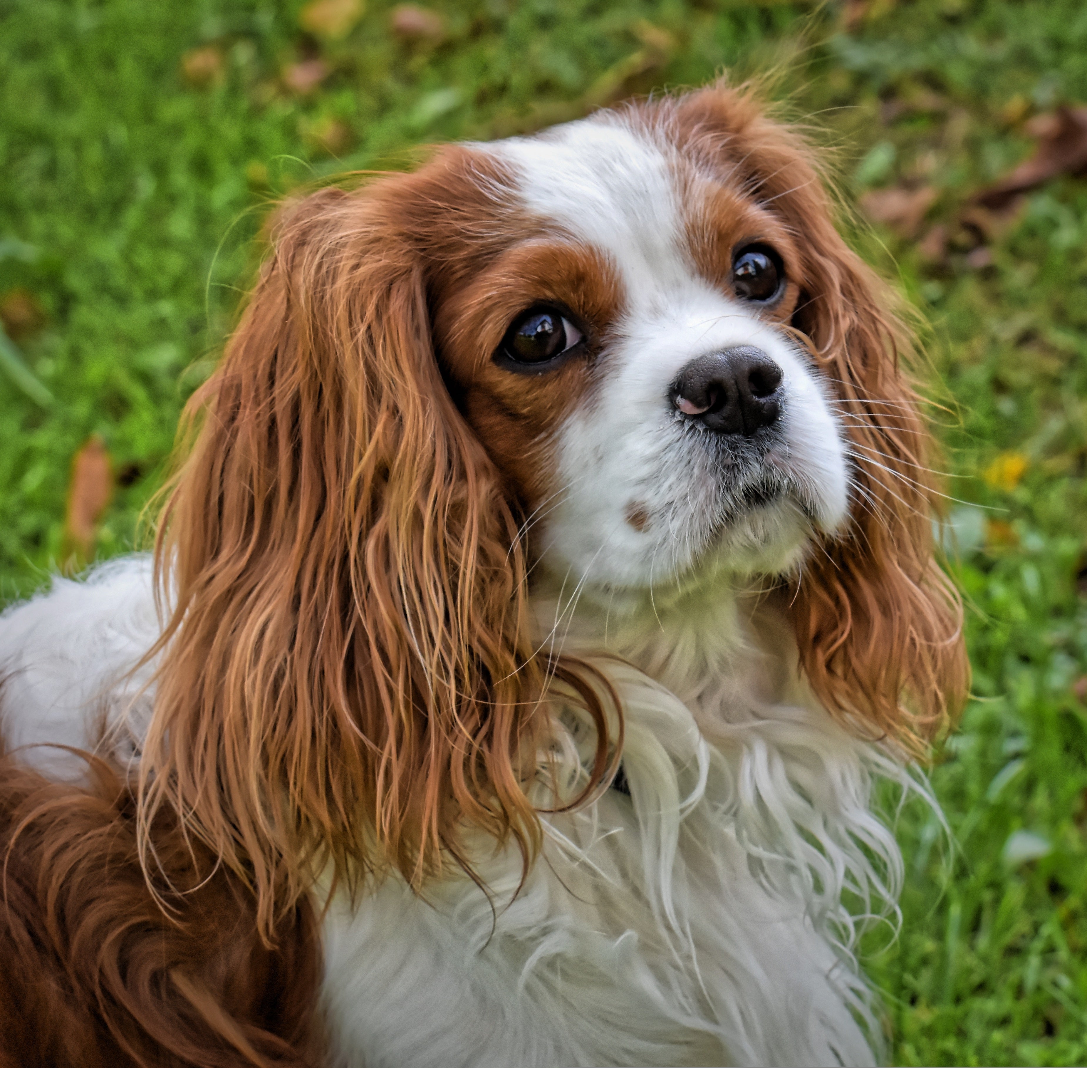 Cavalier King Charles Spaniel Dog Breed Information and Characteristics