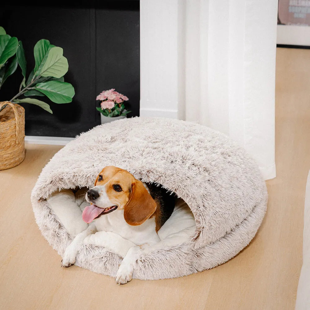 How Do I Choose the Right Bed for My Dog?