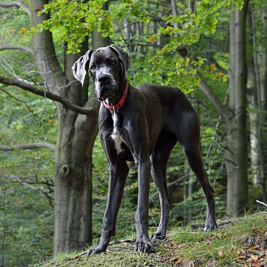 Great Dane Dog Breed Information and Characteristics