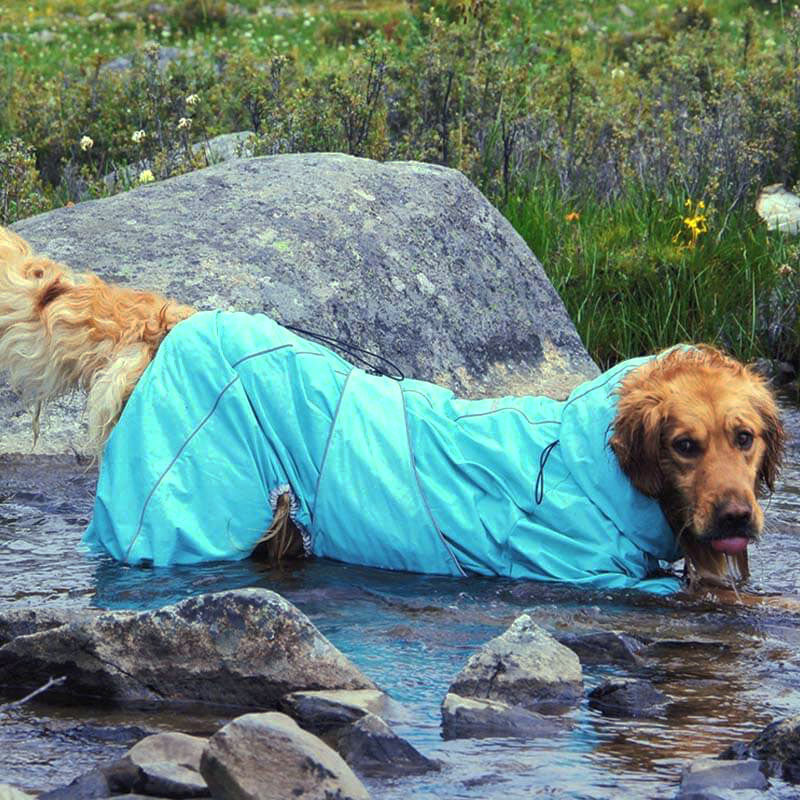 The Best Black Friday Dog Clothing
