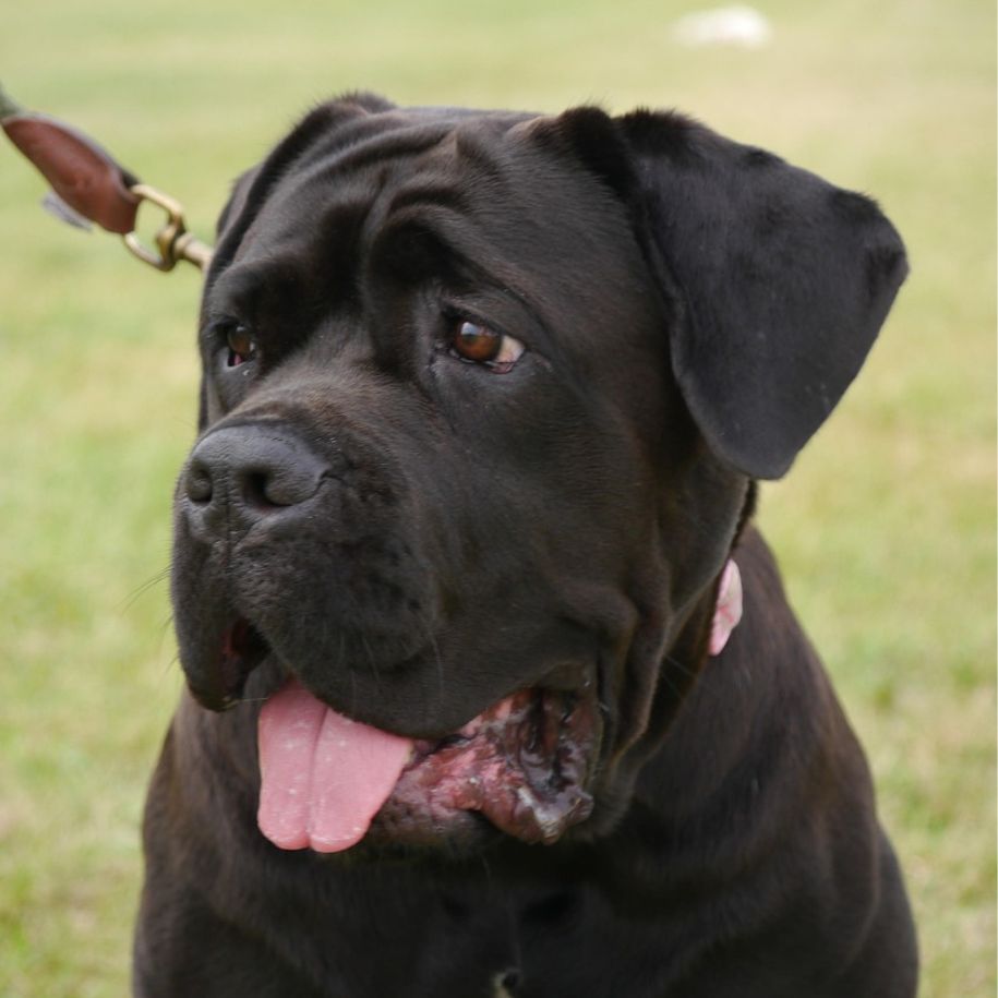 Mastiff Dog breed Information and Characteristics