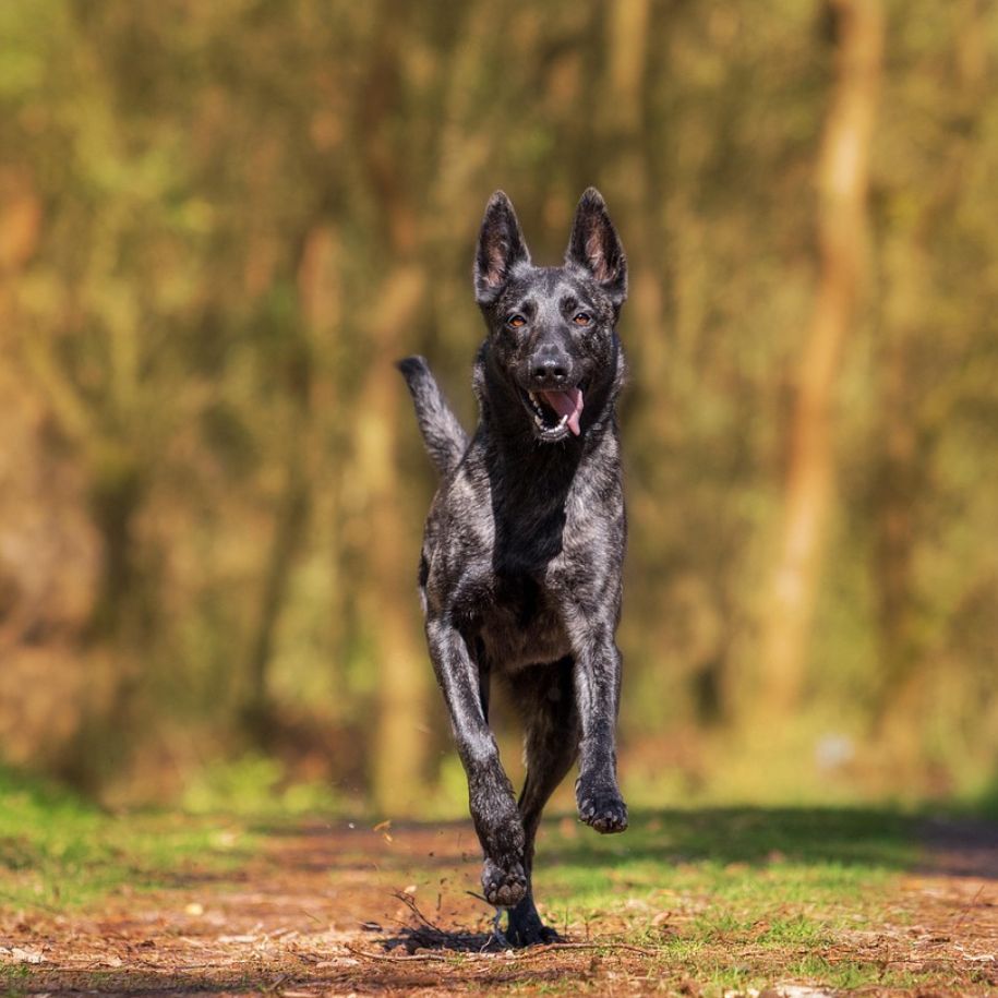 What Is a Reactive Dog