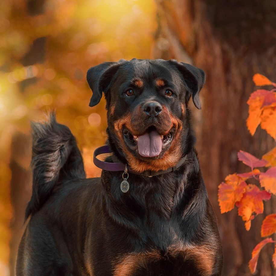 Rottweiler Dog Breed Information and Characteristics