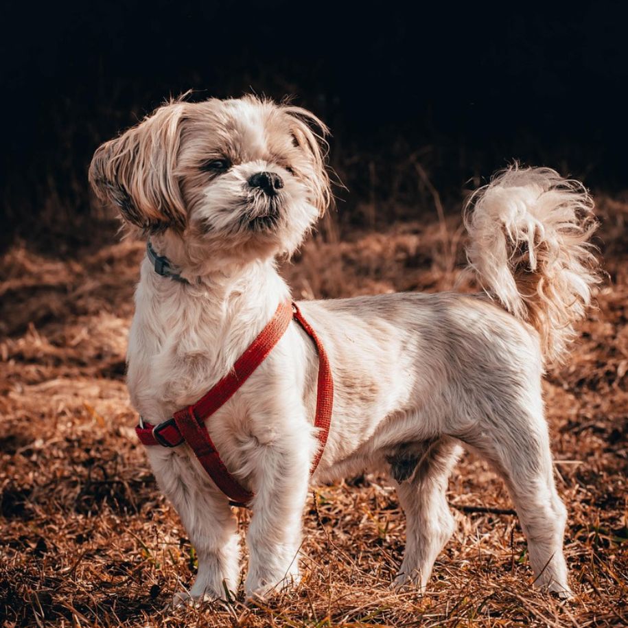 Shih Tzu Dog Breed Information and Characteristics