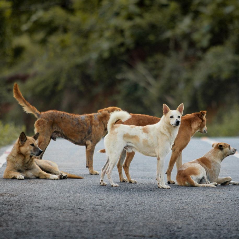 Everything You Need to Know About Therapy Dogs