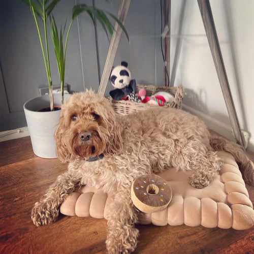 Is My Dog Getting Allergy To His Bed?