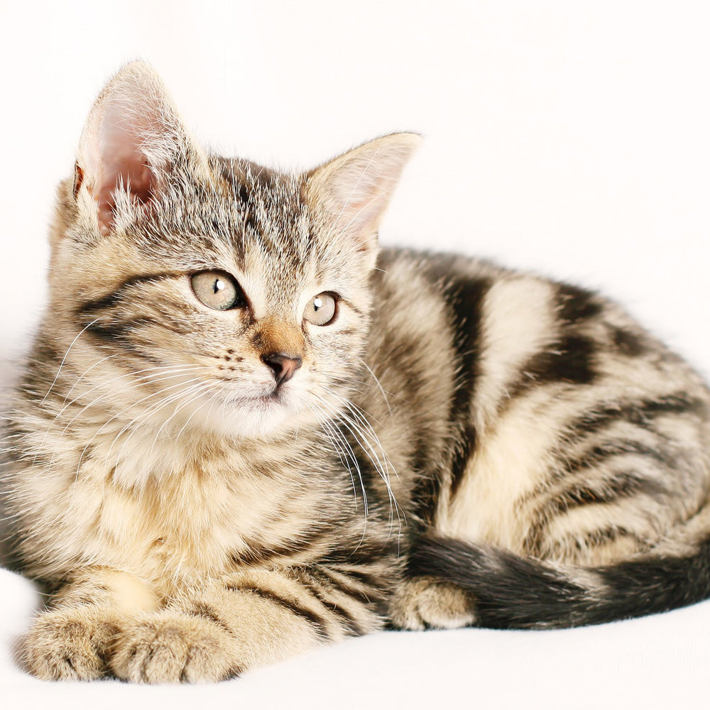 Some tips and tricks for grooming your cat