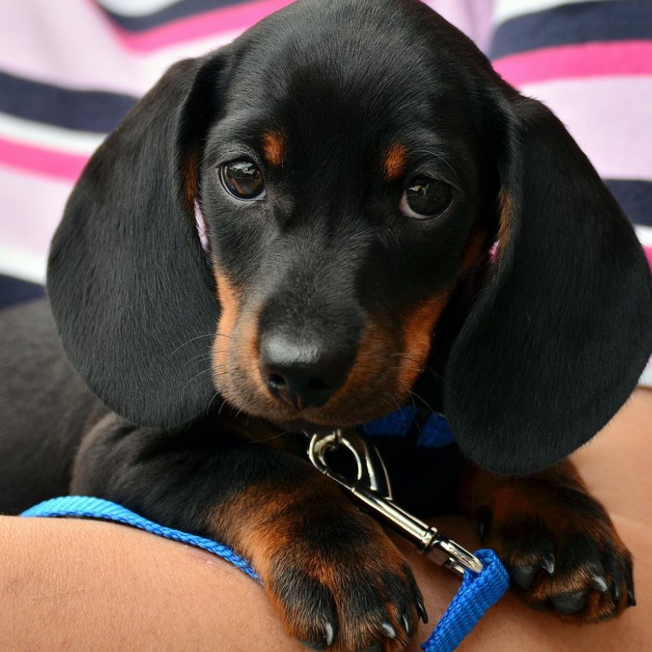 Dogs with Floppy Ears: 15 Charming Breeds UK Owners Adore