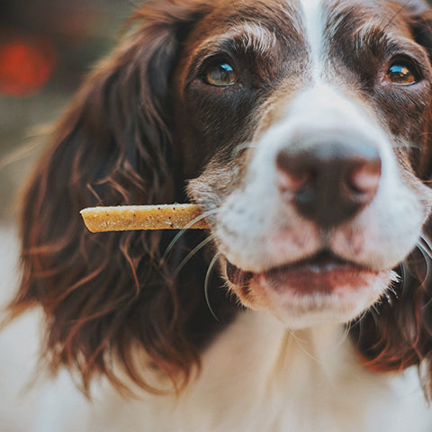 What Your Dog Can't Eat? – Here Is All You Need To Know