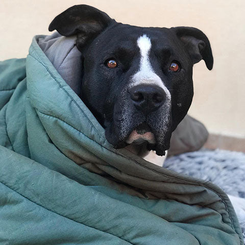 Tips for Winterizing your Pet