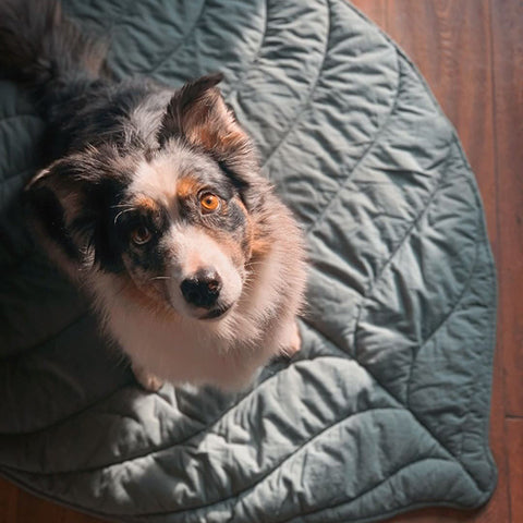 Dogs Blanket: When Dogs Need Them?