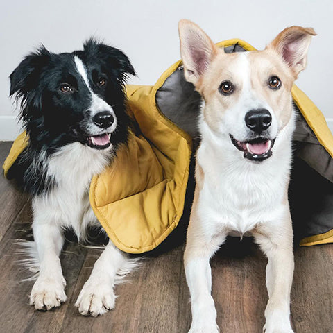 How To Keep The Hygiene Of Dog Blanket?