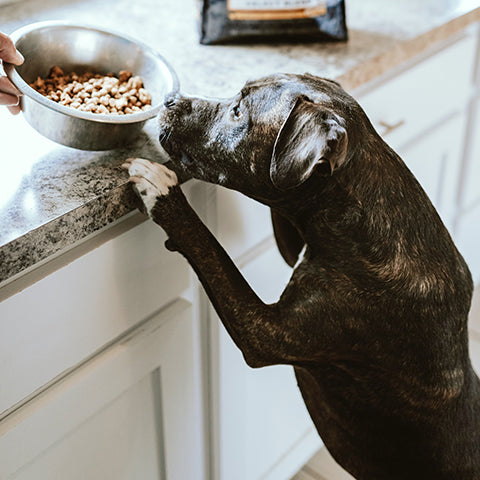 The Importance of the Right Dog Bowl