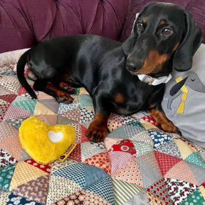 How Do I Keep My Sofa Clean with My Dog?