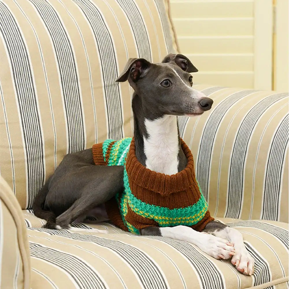Color Blocked Striped Dachshund Dog Jumper