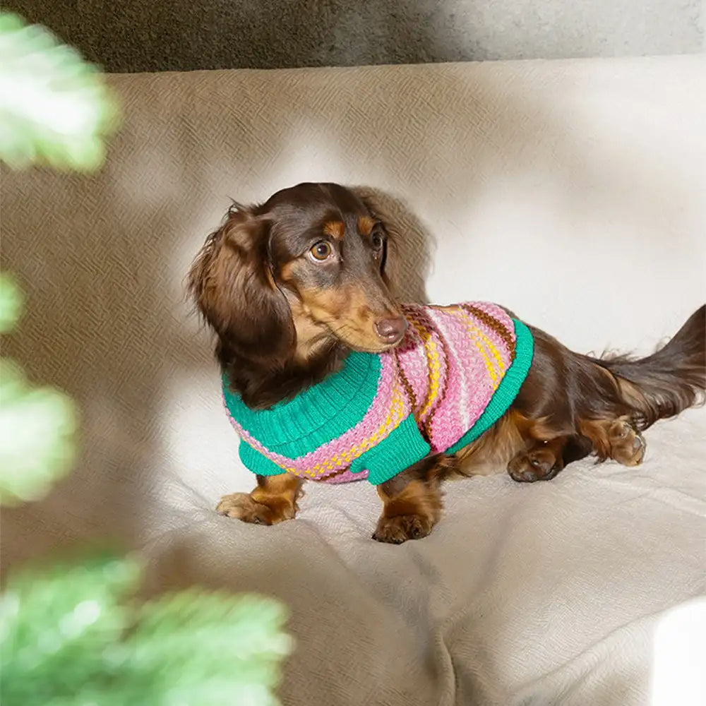 Color Blocked Striped Dachshund Dog Jumper