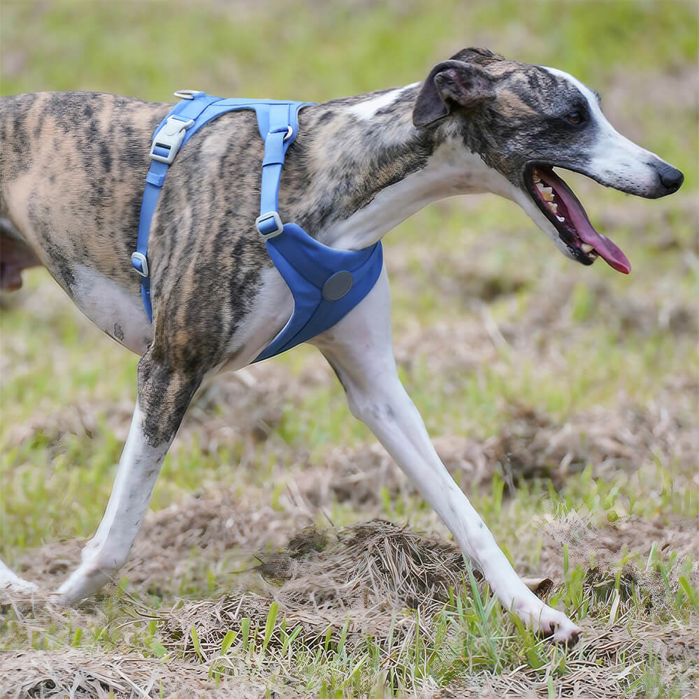 Complete Control Comfortable No-Pull Dog Harness and Lead