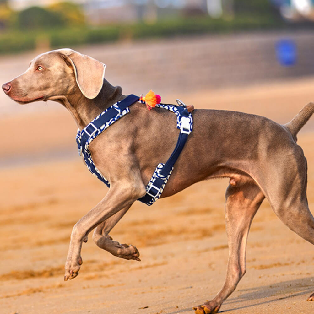 Secure Anti-Pull Large Dog Harness and Lead Walking Set with Walk Bag