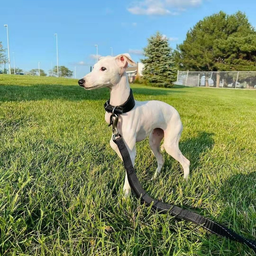 Can dogs get sunburn?