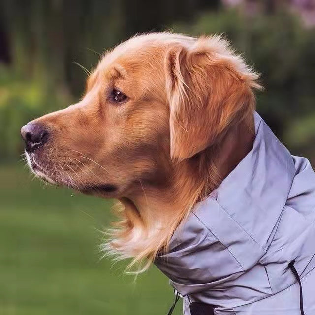 Can Dogs See Colors?