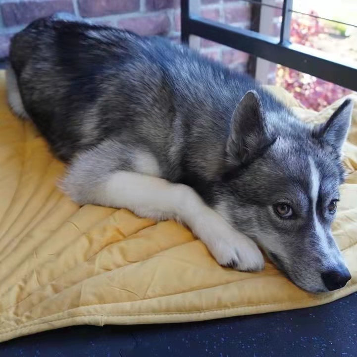 Top 4 Sleep Disorders in Dogs and How You Can Fix Them