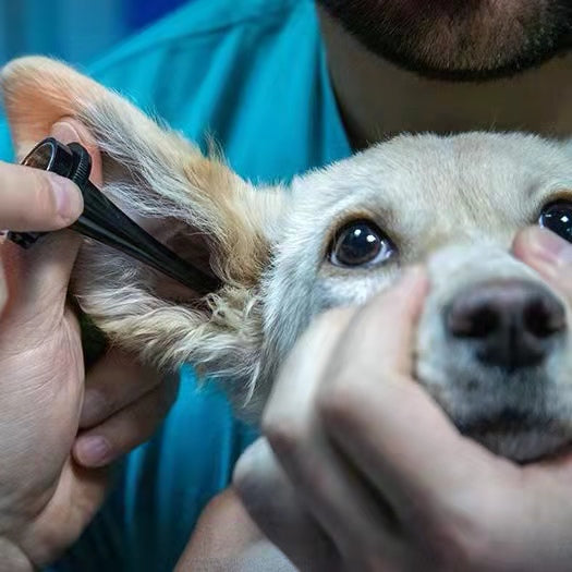 Ways to clean ears of Dog