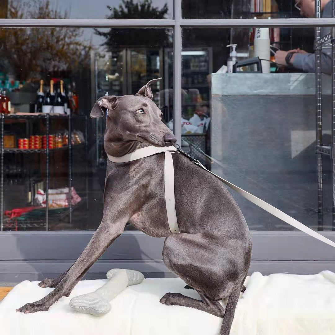 Bike Riding With Your Dog: What You Need to Know