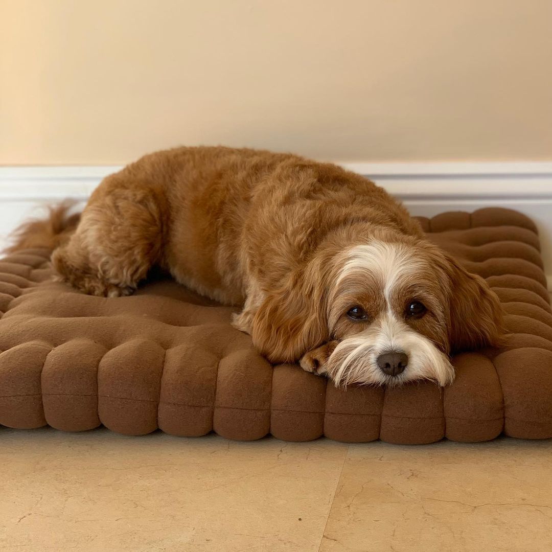 What Material is Best for Dog?