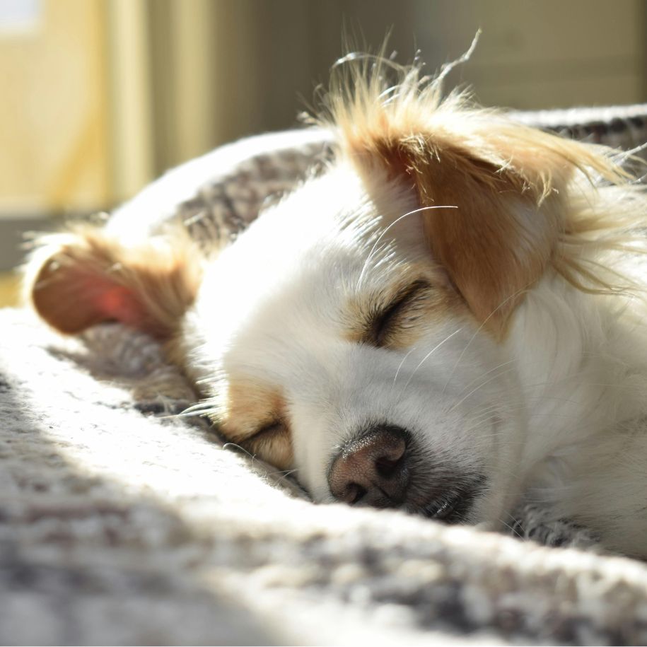 Why Do Dogs Sleep So Much