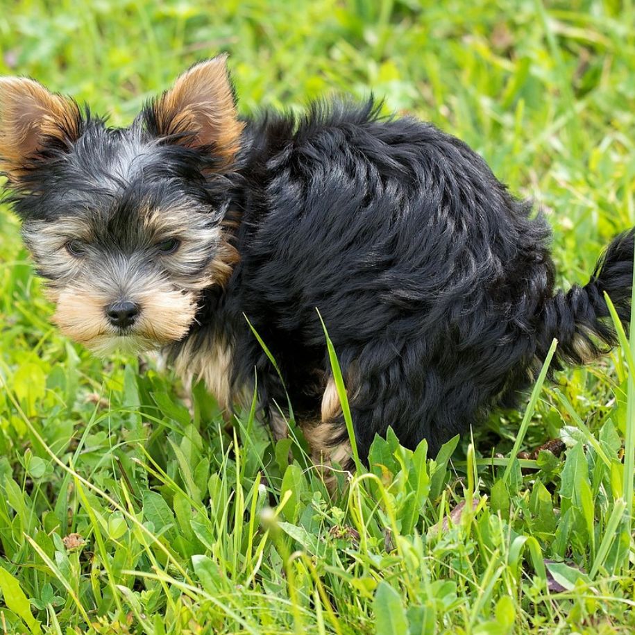 Why Do Dogs Eat Their Own Poop and How To Stop It