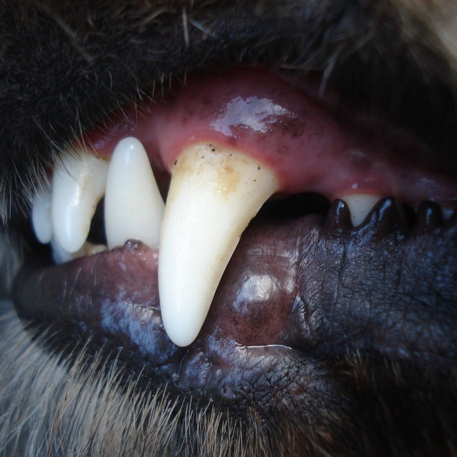 How to Get Rid of Plaque on Your Dog’s Teeth
