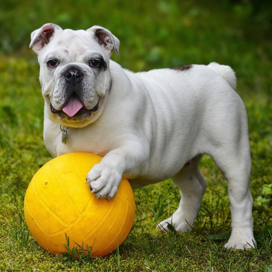 Why Do Dogs Like Squeaky Toys