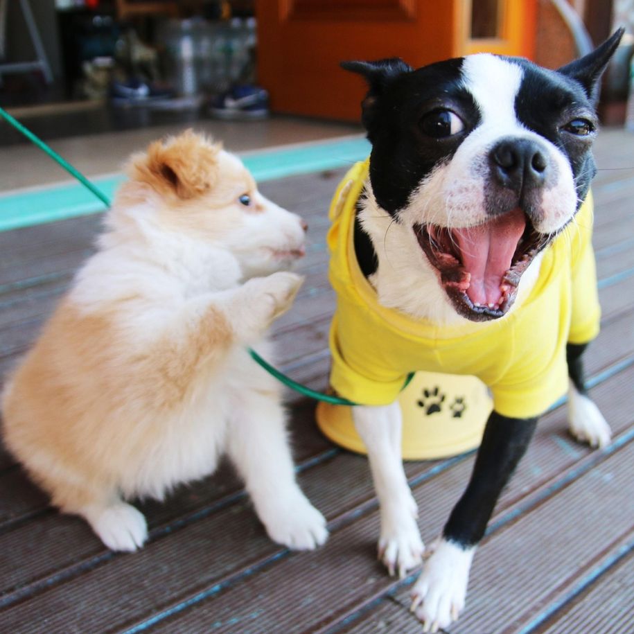 How Long Do Dogs Live? Dog Lifespan & Care Guide