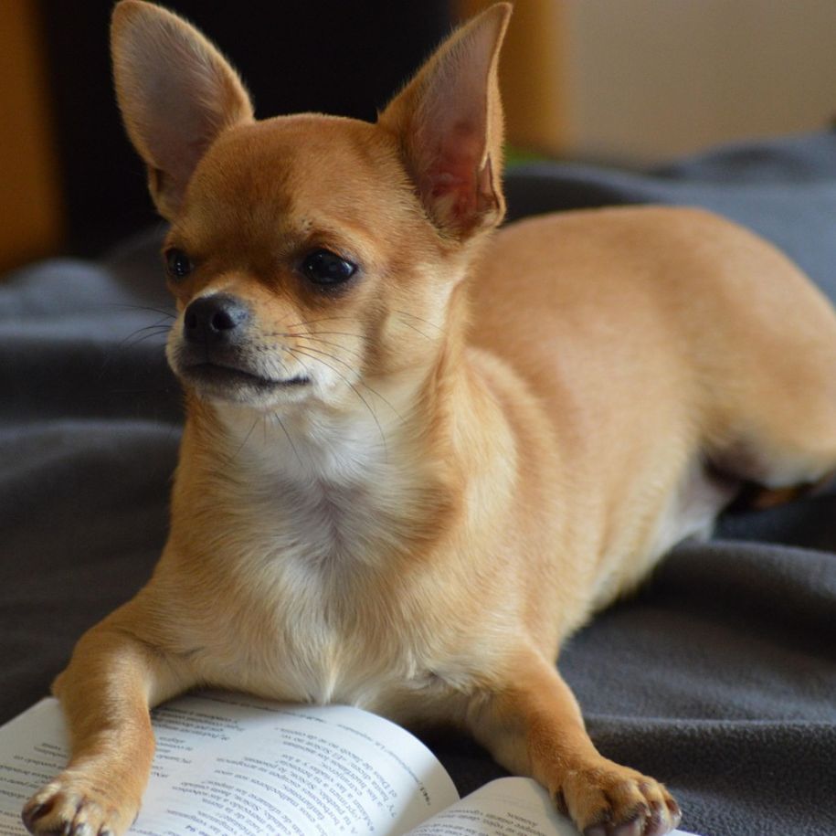 How to Calm a Dog Down