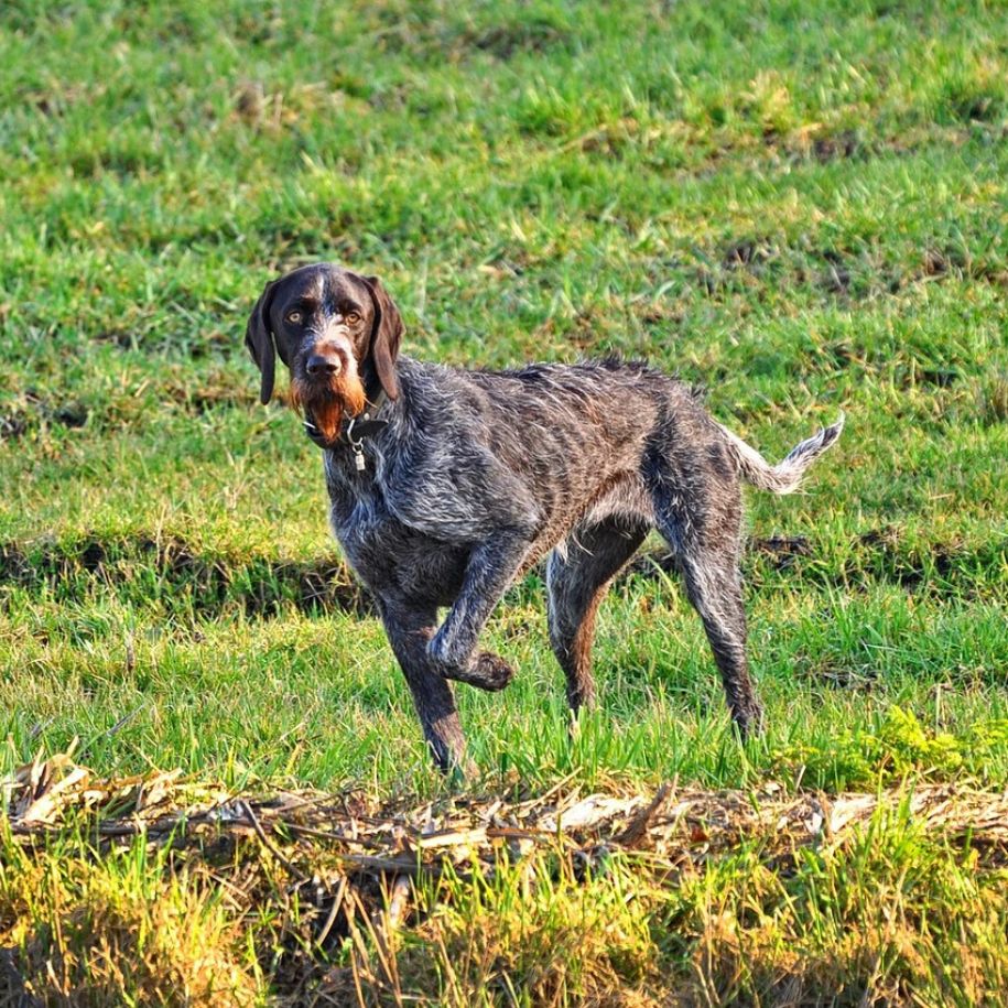 Arthritis in Dogs: Symptoms and Treatment