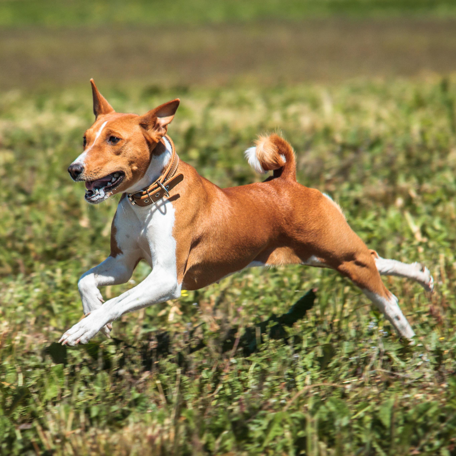 Basenji Dog Breed Information and Characteristics