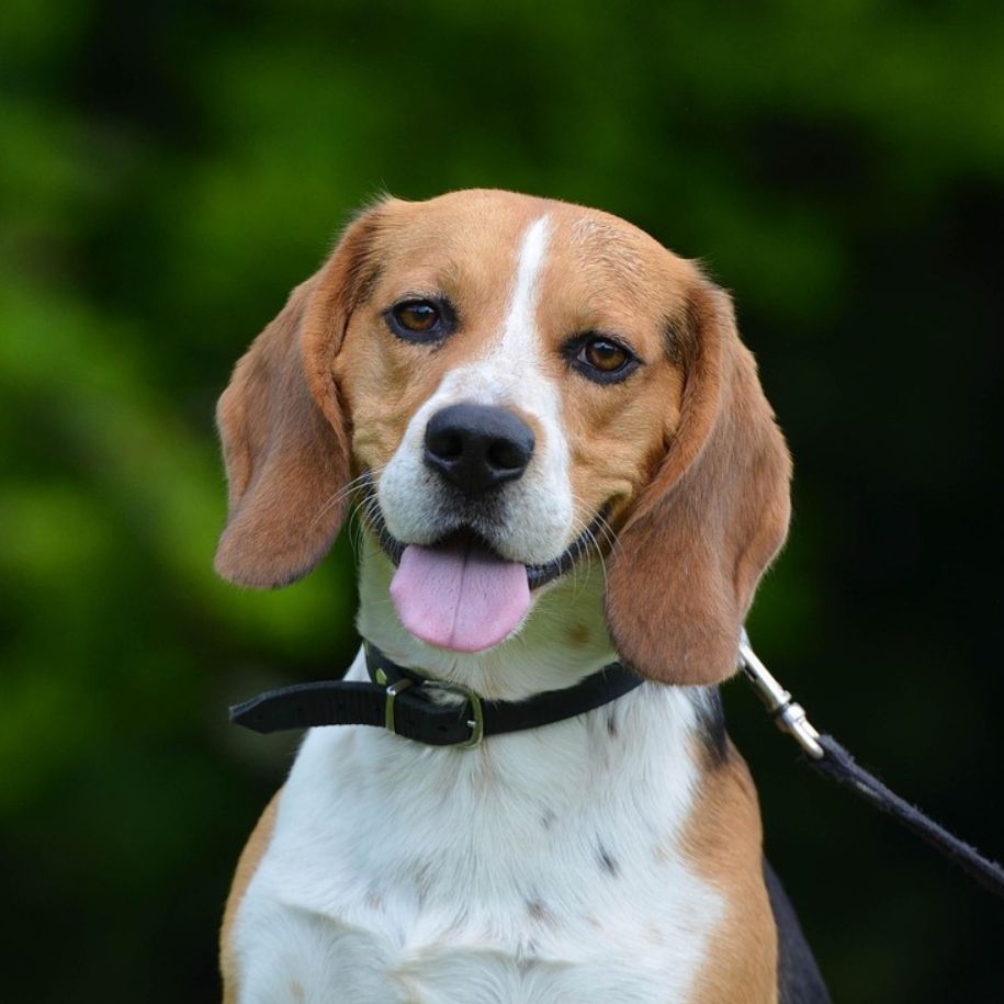 Beagle Information and Characteristics