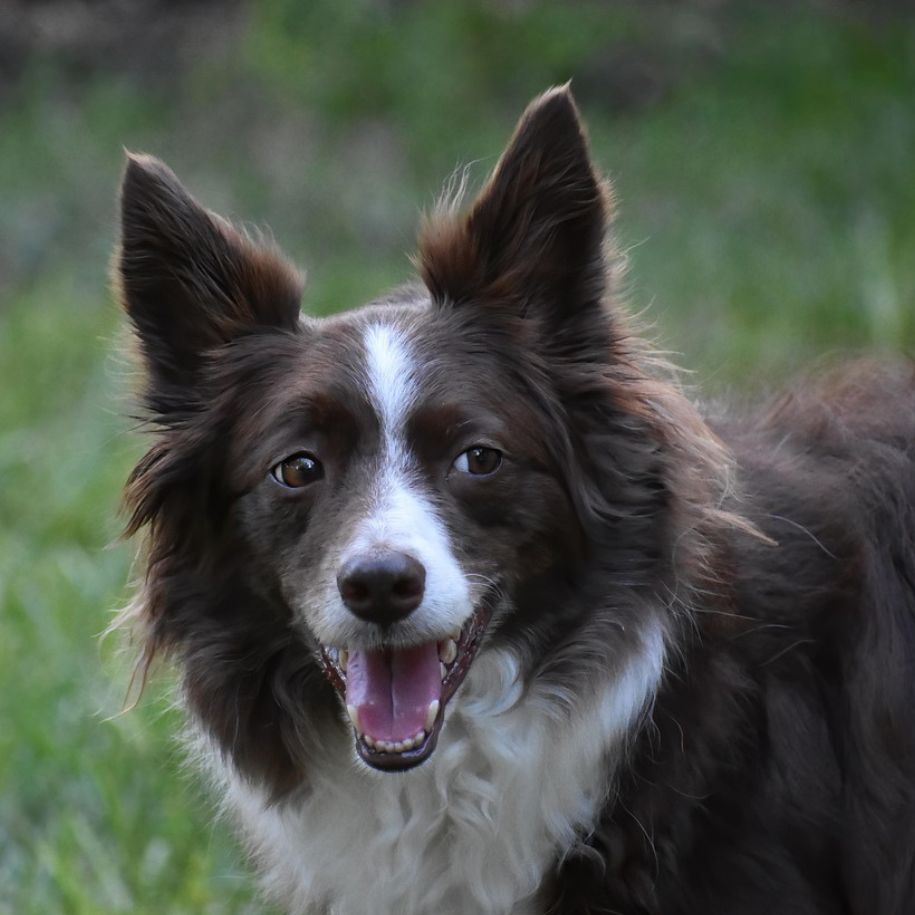 Border Collie Information and Characteristics