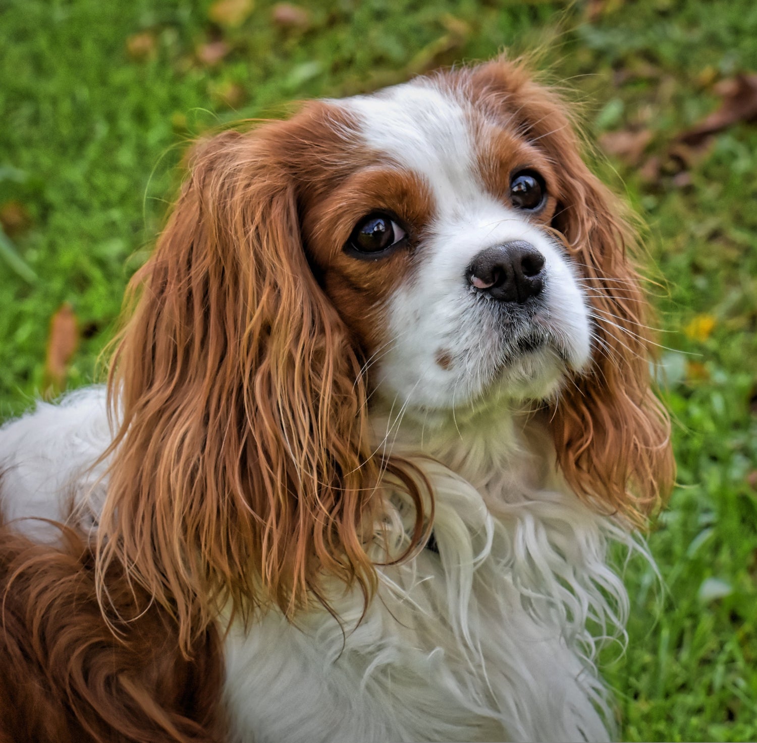 Cavalier King Charles Spaniel Dog Breed Information and Characteristics