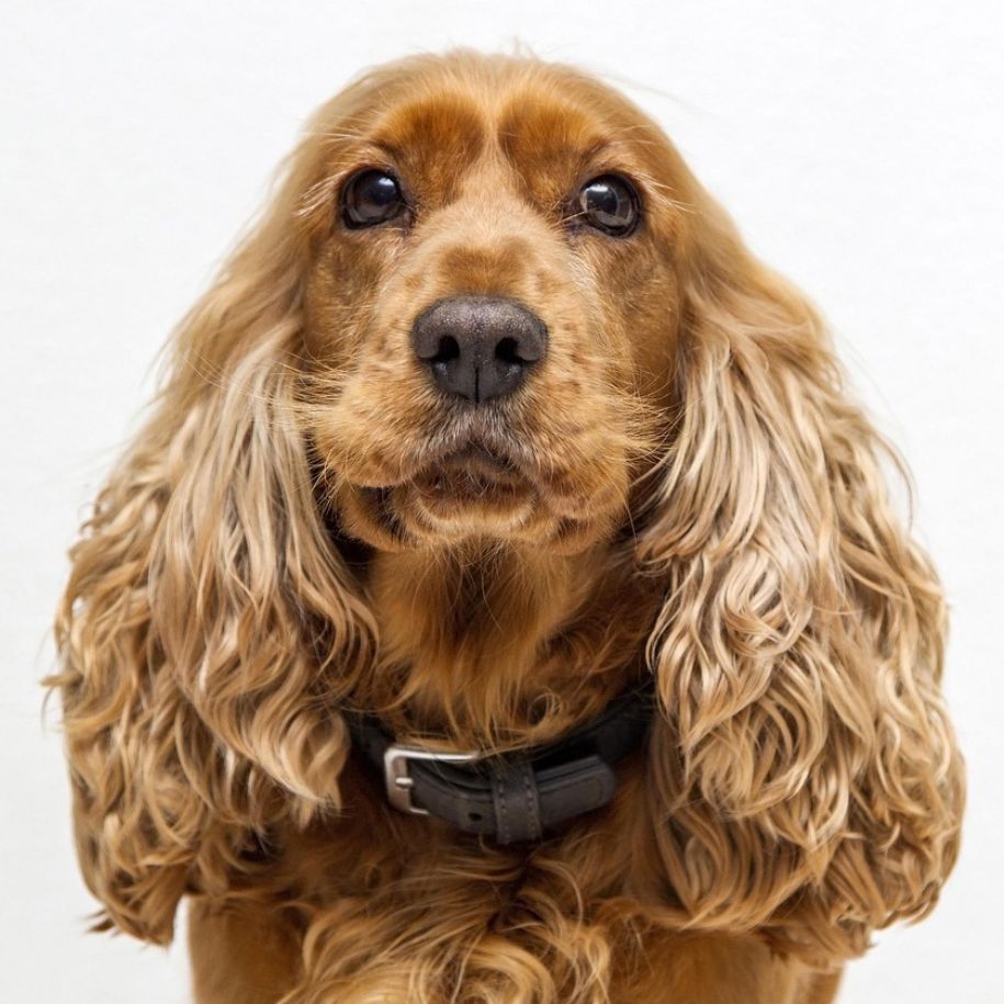 Cocker Spaniel Information and Characteristics