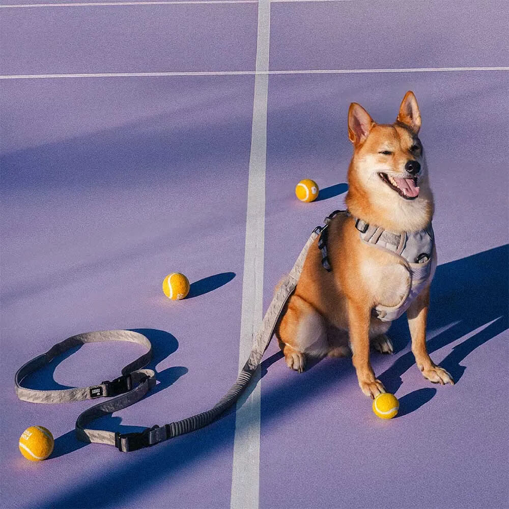 How to Stop Your Dog Pulling on the Lead