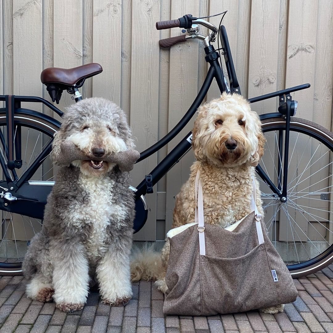 Why Does Your Dog Need A Dog Mat?